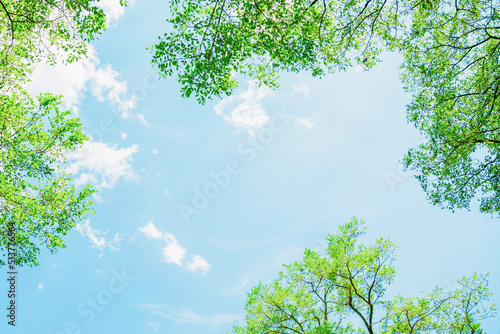 Obraz na plátně アカシアの緑と空