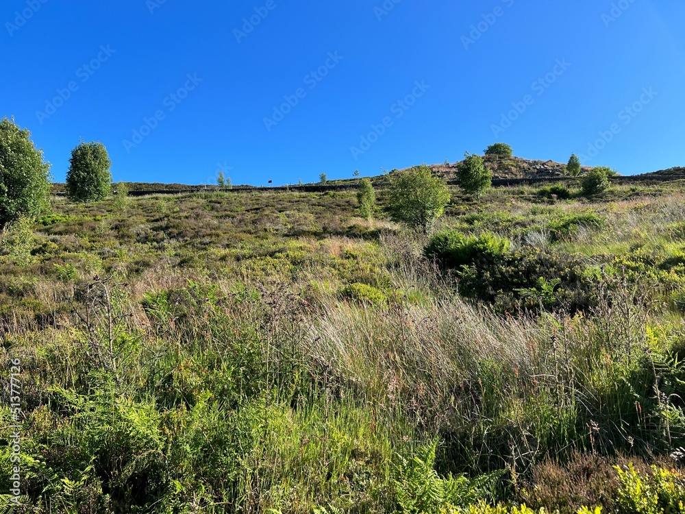 Looking over moorland, with gorse and wild plants, set against a vivid blue sky near, Hebden Royd, Halifax, UK