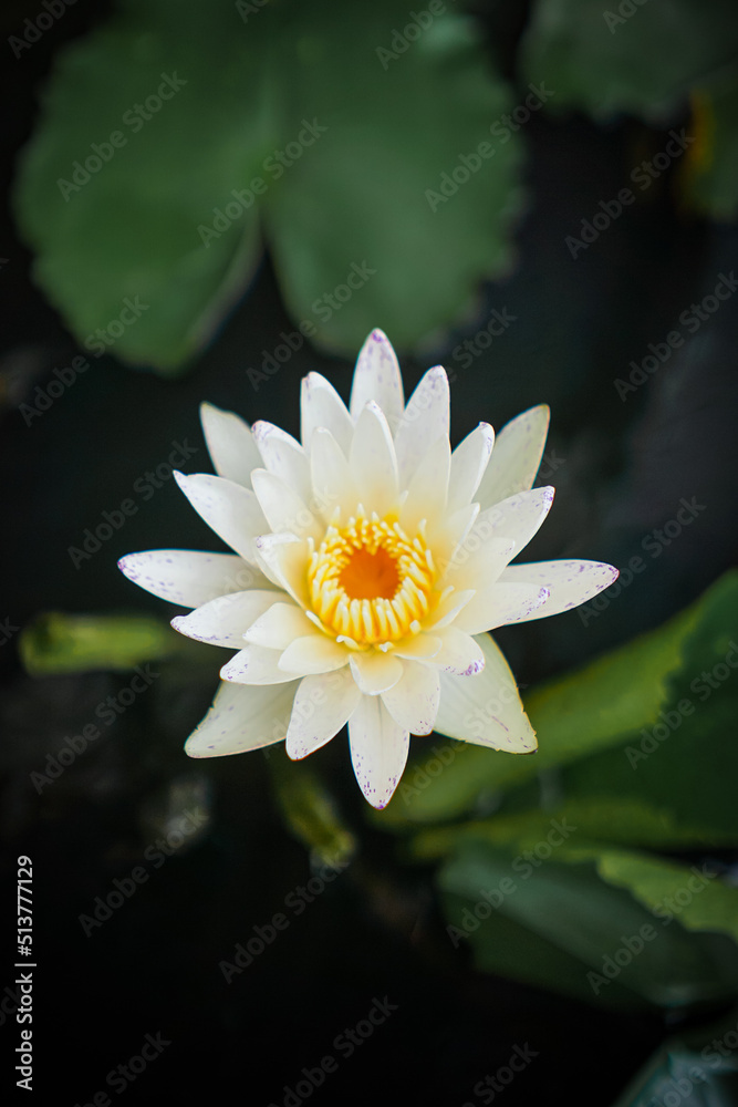 White lotus with yellow pollen and green leaf in the pond. White flower background . Buddhism symbol flower White lotus with yellow pollen and green leaf in the pond. White flower background . Buddhism symbol flower