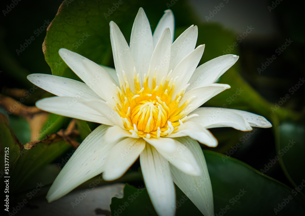 White lotus with yellow pollen and green leaf in the pond. White flower background . Buddhism symbol flower White lotus with yellow pollen and green leaf in the pond. White flower background . Buddhism symbol flower