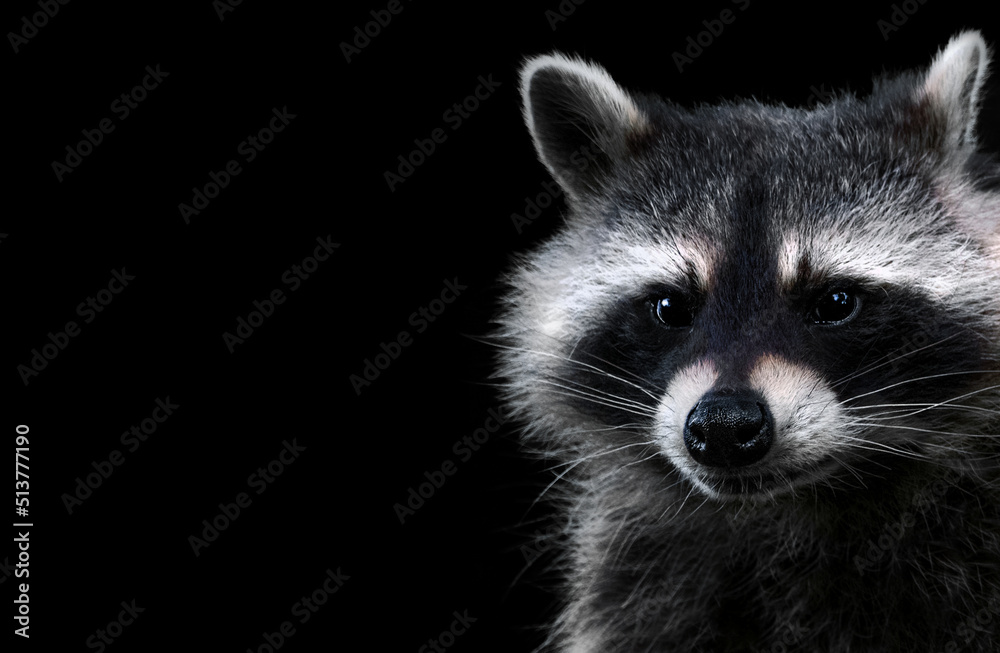 Obraz premium Portrait of a Racoon