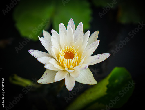 White lotus with yellow pollen and green leaf in the pond. White flower background . Buddhism symbol flower