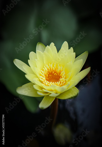 Yellow lotus with yellow pollen and green leaf in the pond. Yellow flower background . Buddhism symbol flower