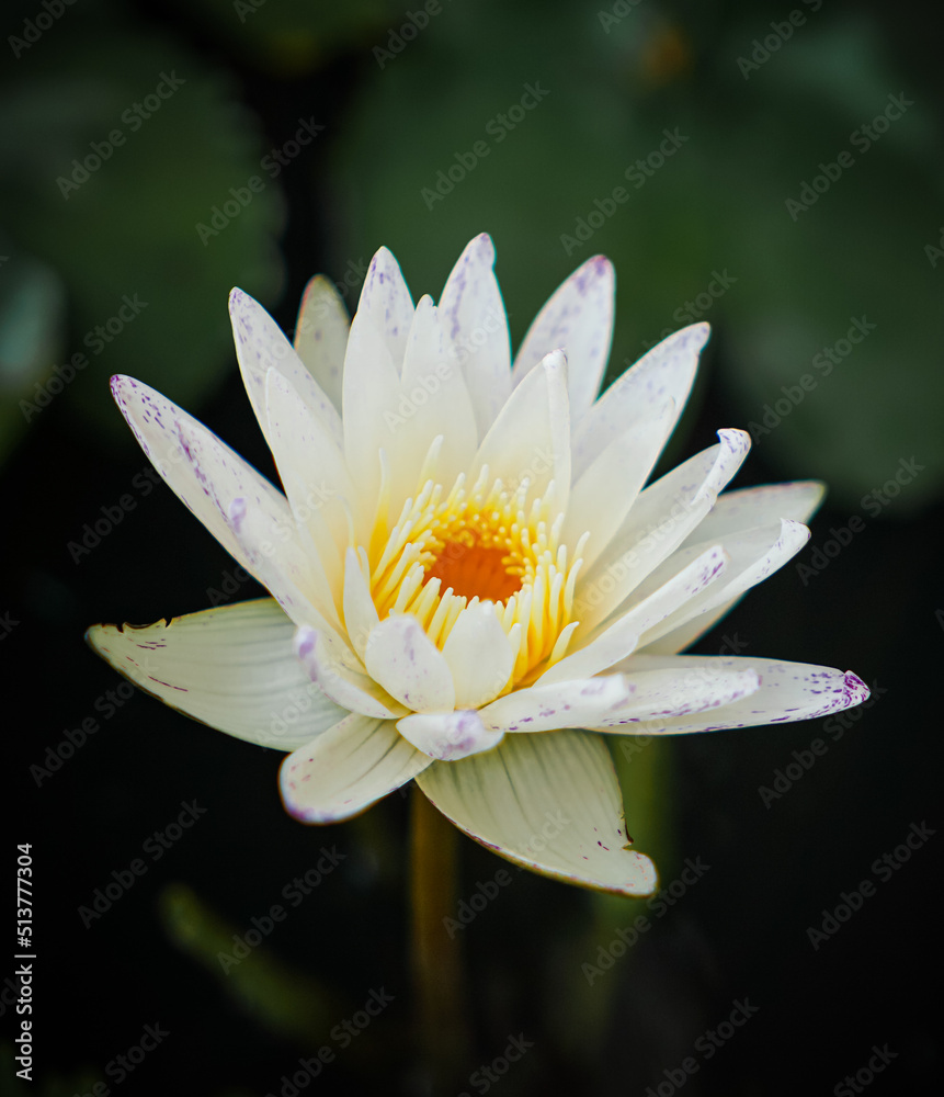 White lotus with yellow pollen and green leaf in the pond. White flower background . Buddhism symbol flower White lotus with yellow pollen and green leaf in the pond. White flower background . Buddhism symbol flower