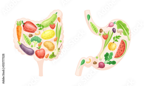 Colon, large intestine and stomach made of fresh fruit and vegetables. Healthy human internal organs vector illustration