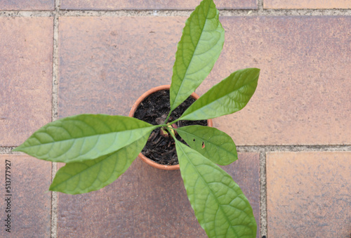 Bonn Germany June 2022 bird's eye view of growing avocado plant outside in natural light in flower pot with recognizable avocado pit with tile background