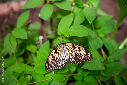 Egzotyczny motyl mim zwyczajny siedzący na roślinie. Papilio clytia w naturalnym środowisku