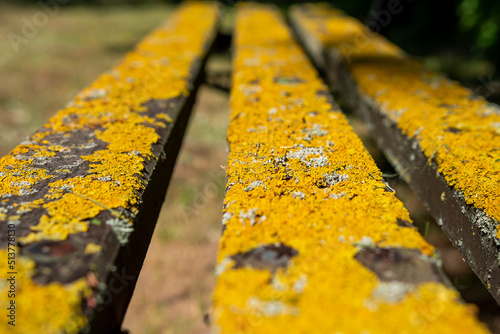 Zbliżenie na żółte porosty rosnąće na drewnianej ławce. Stara architektura cmentarna