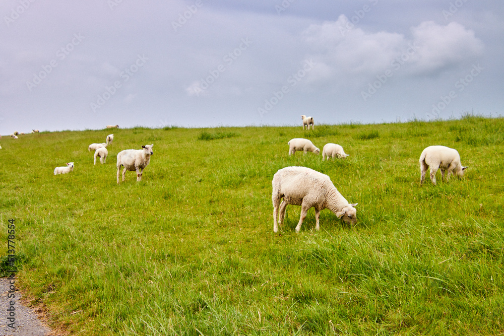 Schafe auf einem Ostfriesischem Deich