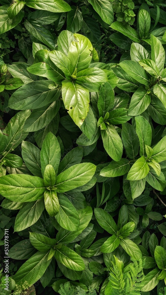 Fototapeta premium green leaves background