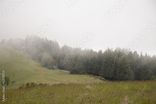 misty morning in the forest