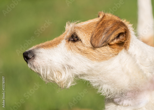 perro terrier concentrado en su objetivo