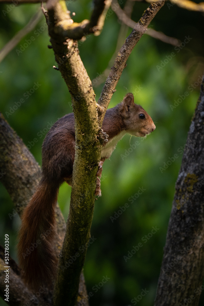 Ardilla en el árbol del bosque Ardilla en el árbol del bosque