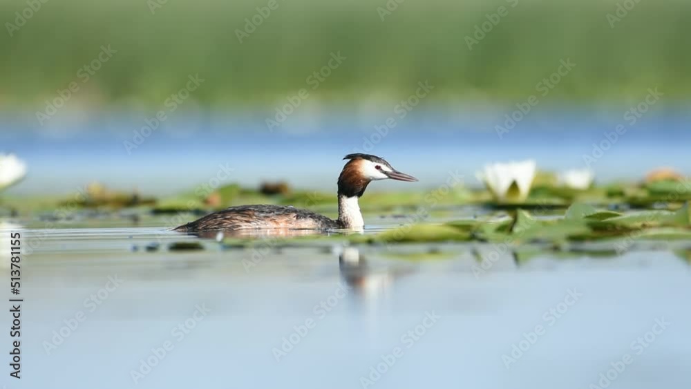The Crested Dive swims on the lake in a field of white water lilies