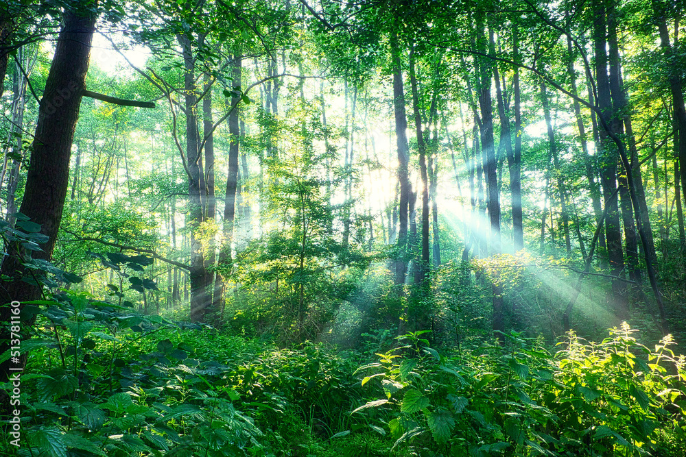 Fototapeta premium Wald im Sonnenschein - Forest - Sun - Ecology - - Frühling - Springtime- Spring - High quality photo