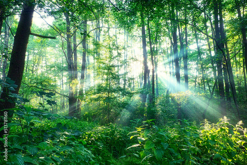 Wald im Sonnenschein - Forest - Sun - Ecology - - Frühling - Springtime- Spring - High quality photo © Enrico Obergefäll