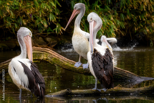 three Australian pelicans sitting on a branch photo