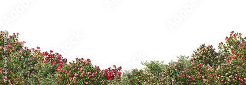 3D render flowers and plants with white background