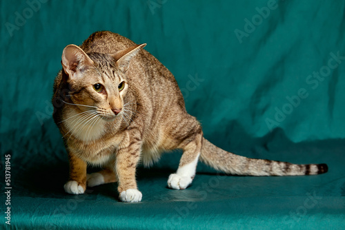 Foto Oriental Shorthair kitten