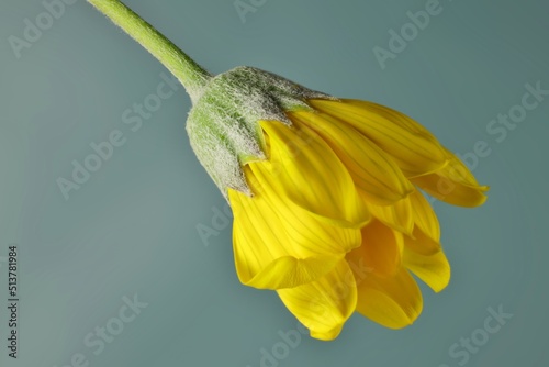 Isolated flower of Golden Daisy Bush (Euryops pectinatus) on grey background photo