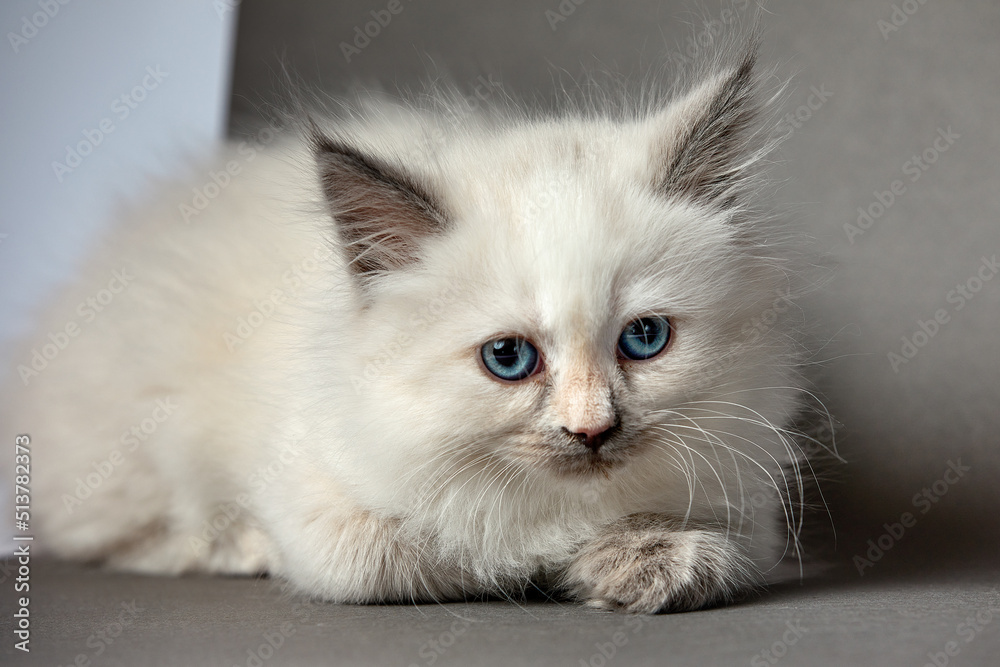 Sleepy kitten over gray background. Sweety british kitten.