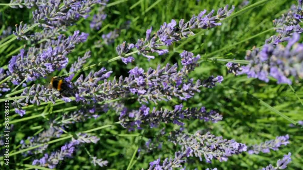 un bourdon butine les fleurs de lavande un bourdon butine les fleurs de lavande