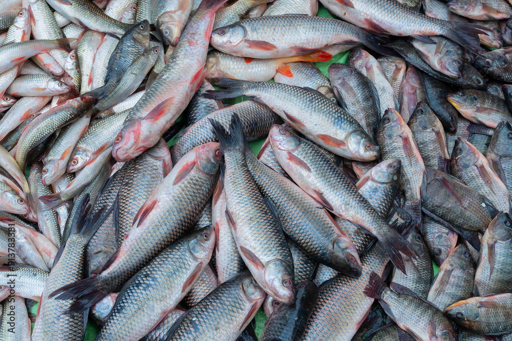 Various fishes displayed for sale at Territy Bazar, Kolkata, West Bengal, India.. Various fishes displayed for sale at Territy Bazar, Kolkata, West Bengal, India..
