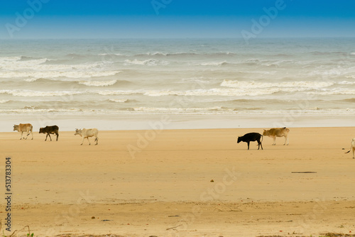 Tajpur sea beach - bay of Bengal, India. View of cows roaming on beach sand with bay of Bengal in the background.