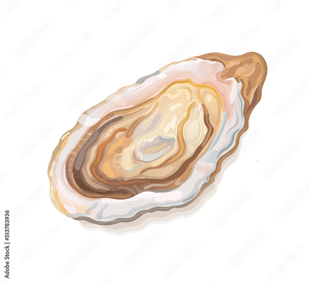 Oyster. Fresh sea oysters on a white background for cooked delicacies. Vector realistic illustration Oyster. Fresh sea oysters on a white background for cooked delicacies. Vector realistic illustration
