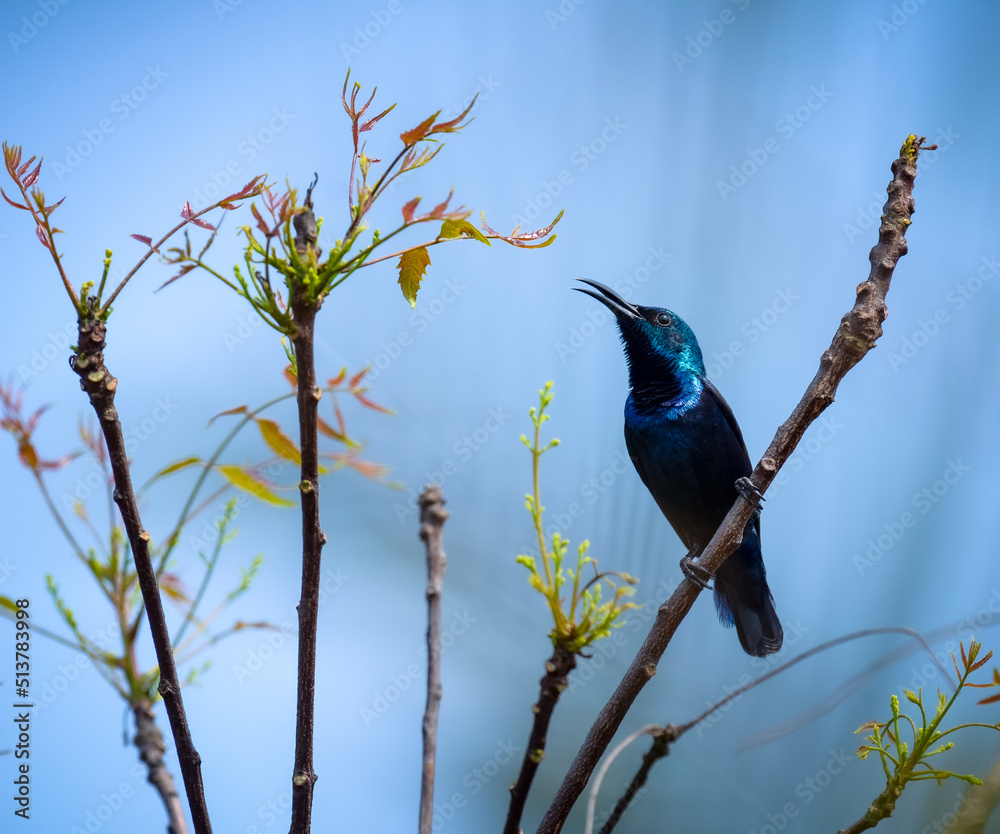 Naklejka premium Purple Sunbird