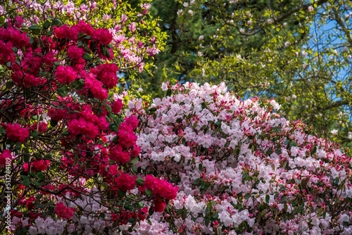 Wallpaper Mural Gorgeous colors of the azeleas and rhododendron flowers and bushes along pathway in delightful garden in the spring Torontodigital.ca