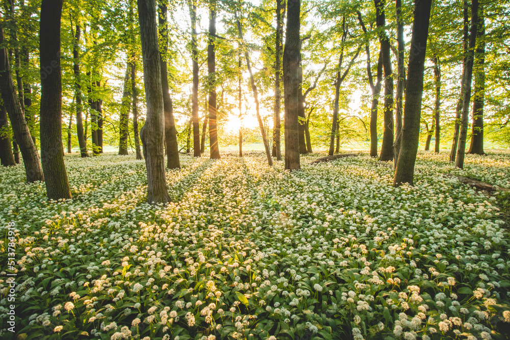 Sunset in a protected forest with beautiful white growing bear garlic. Allium ursinum under orange light. Polanska niva, Ostrava, czech republic Sunset in a protected forest with beautiful white growing bear garlic. Allium ursinum under orange light. Polanska niva, Ostrava, czech republic