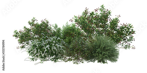 3d render shrub with white background