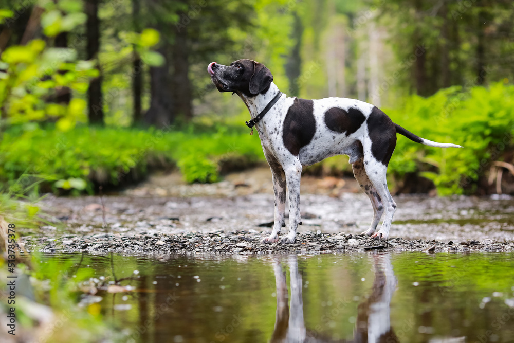 Dog english pointer