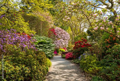 Fototapeta Naklejka Na Ścianę i Meble -  Gorgeous colors of the azeleas and rhododendron flowers and bushes along pathway in delightful garden in the spring