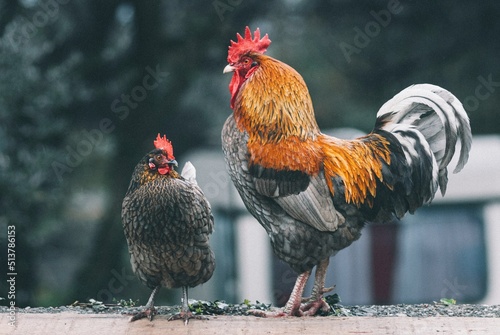 Rooster and chicken at chicken farm Fototapet