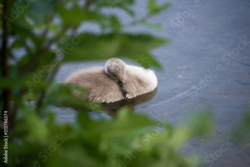 Closeup of baby swan swimming in the water