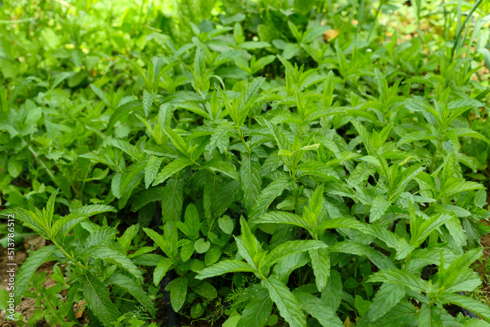 edible mint, edible fresh and green mint, table mint plant in the garden, edible mint, edible fresh and green mint, table mint plant in the garden,