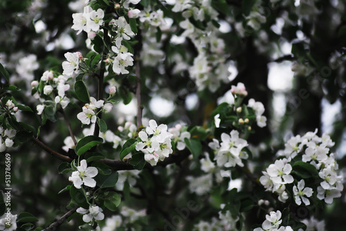 White flower on the tree. Apple and cherry blossoms. Spring flowering.