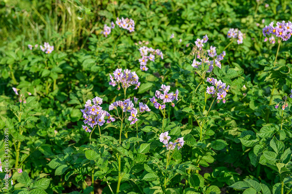 Organic potato fields, blooming potato flower. Organic potato fields, blooming potato flower.