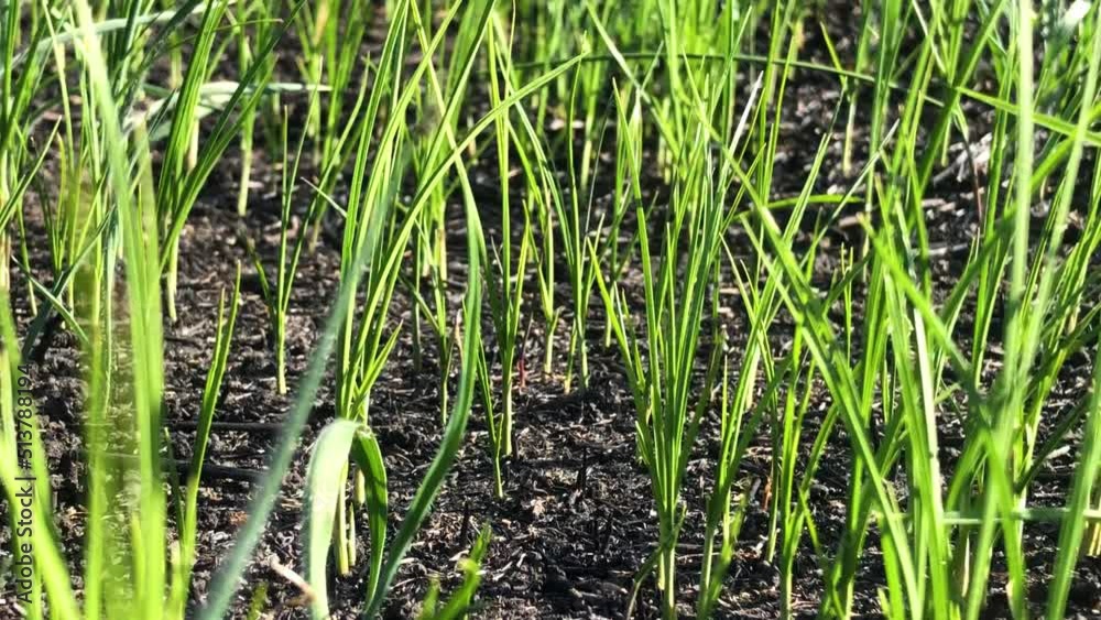 Young green grass on scorched earth. Green grass after the fire. Scorched earth after a fire. Earth after the fire. Young green grass on scorched earth. Green grass after the fire. Scorched earth after a fire. Earth after the fire.
