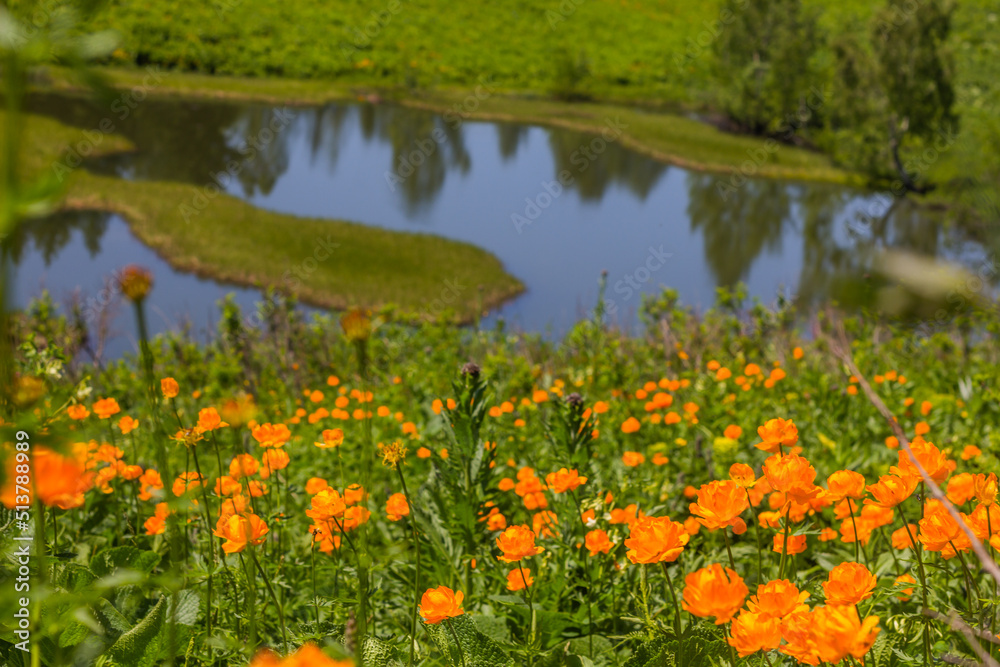 Obraz premium flowers in the forest