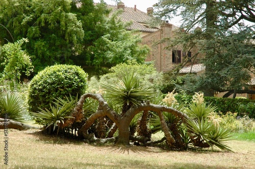 giardino esotico nella villa medicea di castelfalfi (Montaione). Firenze photo
