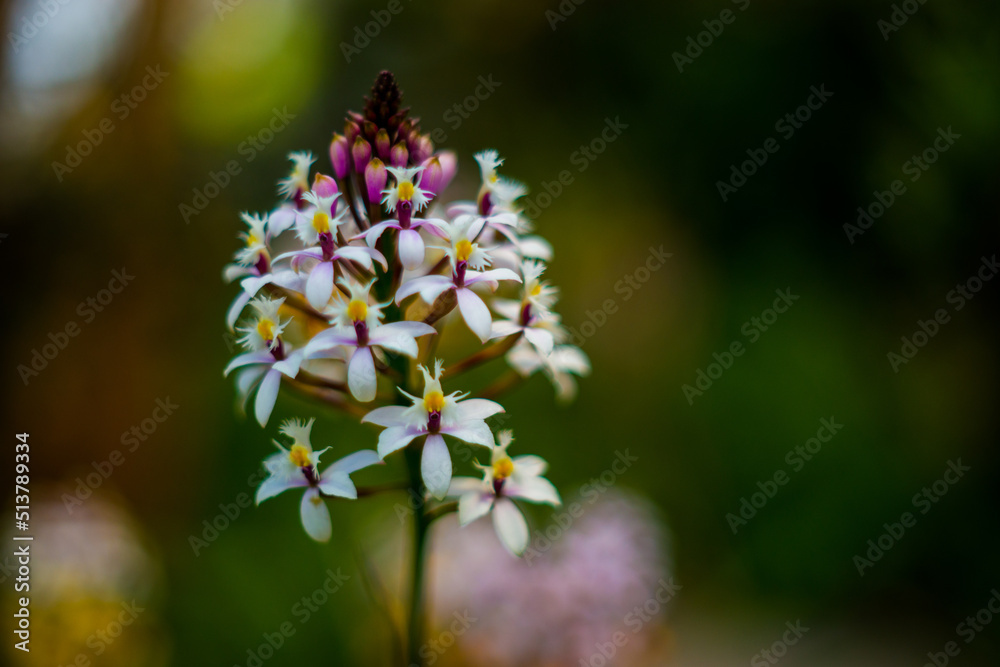 Epidendrum secundum Orchids Epidendrum secundum Orchids