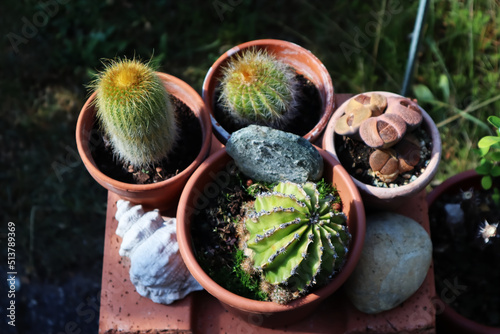 Kakteen, Kaktus, lebende Steine