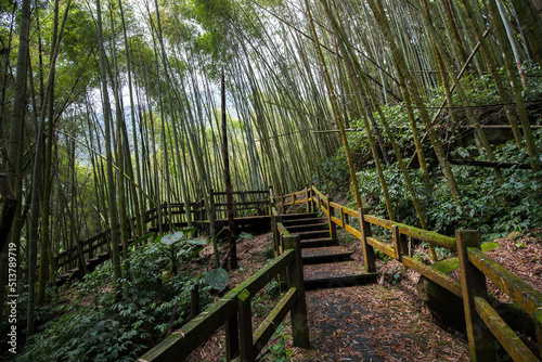 Lush bamboo forest in Fenqihu Trail, Fenchihu Old Town, Taiwan