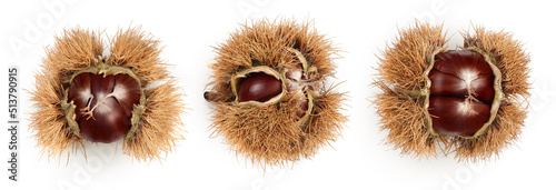 opened sweet chestnut in its spiky husk isolated on white. Top view. Flat lay.