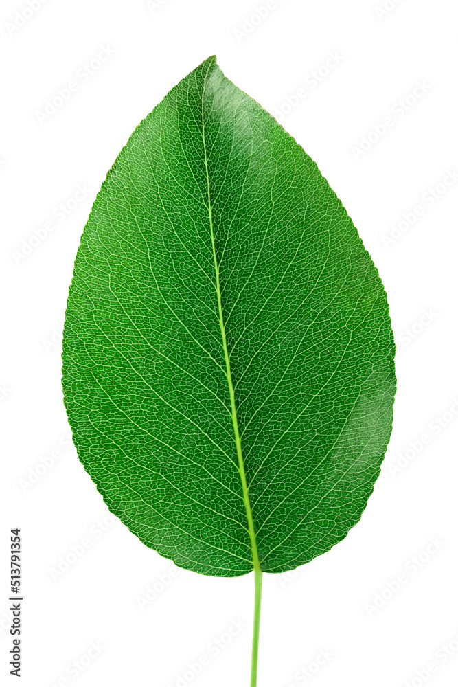 Green pear leaf isolated on white background Green pear leaf isolated on white background