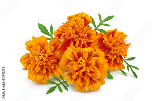Fototapeta Naklejka Na Ścianę i Meble -  fresh marigold or tagetes erecta flower isolated on white background with full depth of field.