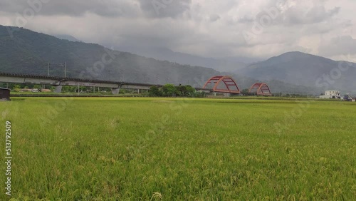 The Moving train on bridge with nice yellow paddy, taitung, Taiwan photo